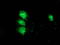 Monoglyceride Lipase antibody, TA502889, Origene, Immunofluorescence image 