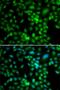 Synaptonemal Complex Central Element Protein 1 antibody, PA5-77174, Invitrogen Antibodies, Immunofluorescence image 