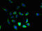 Protein FAM168B antibody, A62550-100, Epigentek, Immunofluorescence image 