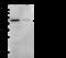 HNF-3A antibody, GTX02318, GeneTex, Western Blot image 