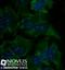 Ribosomal RNA 5.8S antibody, NB100-662, Novus Biologicals, Immunofluorescence image 