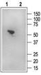 Na(+)/H(+) exchange regulatory cofactor NHE-RF1 antibody, TA329013, Origene, Western Blot image 