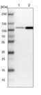 FCH and double SH3 domains protein 2 antibody, PA5-58433, Invitrogen Antibodies, Western Blot image 