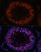 MutS protein homolog 4 antibody, 15-328, ProSci, Immunofluorescence image 