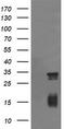 Tripartite Motif Containing 38 antibody, TA505963S, Origene, Western Blot image 