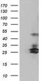 SERPINB2 antibody, TA504005, Origene, Western Blot image 