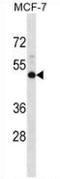 Neuromedin B Receptor antibody, AP52896PU-N, Origene, Western Blot image 