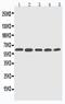 Cytochrome P450 Family 2 Subfamily U Member 1 antibody, PA5-79133, Invitrogen Antibodies, Western Blot image 