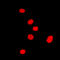 Histone Cluster 4 H4 antibody, LS-C358778, Lifespan Biosciences, Immunofluorescence image 