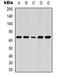 Lamin B1 antibody, orb339101, Biorbyt, Western Blot image 