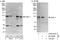 Jade Family PHD Finger 1 antibody, A302-814A, Bethyl Labs, Immunoprecipitation image 