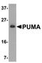 BCL2 Binding Component 3 antibody, SP1410P, Origene, Western Blot image 