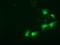 Sepiapterin Reductase antibody, LS-C115790, Lifespan Biosciences, Immunofluorescence image 