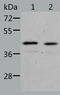 NGG1 Interacting Factor 3 Like 1 antibody, TA323880, Origene, Western Blot image 
