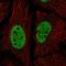 Nicolin 1 antibody, HPA058014, Atlas Antibodies, Immunocytochemistry image 