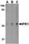 Lysophosphatidic Acid Receptor 1 antibody, orb5558, Biorbyt, Western Blot image 