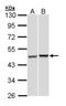 26S protease regulatory subunit 8 antibody, NBP1-33309, Novus Biologicals, Western Blot image 