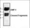 Dentin matrix acidic phosphoprotein 1 antibody, orb375533, Biorbyt, Western Blot image 