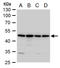 Annexin A7 antibody, GTX105298, GeneTex, Western Blot image 