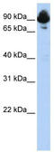 Regulator Of G Protein Signaling 3 antibody, TA330394, Origene, Western Blot image 
