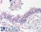 Prominin-2 antibody, LS-A9230, Lifespan Biosciences, Immunohistochemistry frozen image 