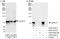 lamin A antibody, A303-433A, Bethyl Labs, Immunoprecipitation image 