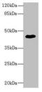 Zinc Finger Protein 670 antibody, orb357787, Biorbyt, Western Blot image 