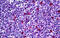 Cyclin Dependent Kinase Inhibitor 1B antibody, MBS246503, MyBioSource, Immunohistochemistry frozen image 