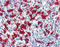 Heme Oxygenase 1 antibody, ADI-OSA-110-D, Enzo Life Sciences, Immunohistochemistry frozen image 