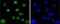 Cell Division Cycle 40 antibody, NBP2-67819, Novus Biologicals, Immunofluorescence image 
