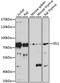 Selectin L antibody, A1622, ABclonal Technology, Western Blot image 
