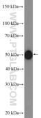 LIM Homeobox 3 antibody, 20745-1-AP, Proteintech Group, Western Blot image 