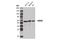 Lectin, Mannose Binding 1 antibody, 13974S, Cell Signaling Technology, Western Blot image 