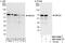Myocyte Enhancer Factor 2D antibody, NBP1-80567, Novus Biologicals, Western Blot image 