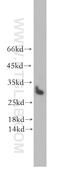 Stomatin-like protein 3 antibody, 13316-1-AP, Proteintech Group, Western Blot image 