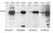 Autoimmune Regulator antibody, GTX89216, GeneTex, Western Blot image 