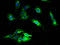 NADH:Ubiquinone Oxidoreductase Subunit A3 antibody, A54208-100, Epigentek, Immunofluorescence image 