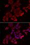 Galectin 3 Binding Protein antibody, LS-C334973, Lifespan Biosciences, Immunofluorescence image 