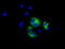 Mitochondrial Translational Release Factor 1 Like antibody, TA501066, Origene, Immunofluorescence image 
