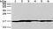 Urotensin 2B antibody, CSB-PA168712, Cusabio, Western Blot image 