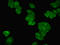 Small muscular protein antibody, LS-C676524, Lifespan Biosciences, Immunofluorescence image 