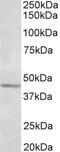 Synaptotagmin 9 antibody, PA5-37894, Invitrogen Antibodies, Western Blot image 