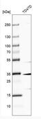 MAGE Family Member F1 antibody, NBP2-58782, Novus Biologicals, Western Blot image 
