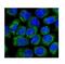 Cellular Communication Network Factor 3 antibody, A06319-1, Boster Biological Technology, Immunofluorescence image 