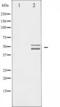 ShcA antibody, TA325838, Origene, Western Blot image 