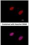 RB Binding Protein 8, Endonuclease antibody, MA1-23304, Invitrogen Antibodies, Immunofluorescence image 
