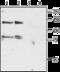 Potassium voltage-gated channel subfamily H member 4 antibody, GTX54790, GeneTex, Western Blot image 