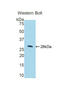 Dipeptidyl peptidase 1 antibody, LS-C293247, Lifespan Biosciences, Western Blot image 