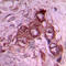 Laminin Subunit Beta 1 antibody, LS-C356152, Lifespan Biosciences, Immunohistochemistry paraffin image 