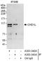 Chromodomain Helicase DNA Binding Protein 1 Like antibody, A303-343A, Bethyl Labs, Immunoprecipitation image 